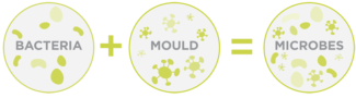 Bacteria - mould & microbe infographic